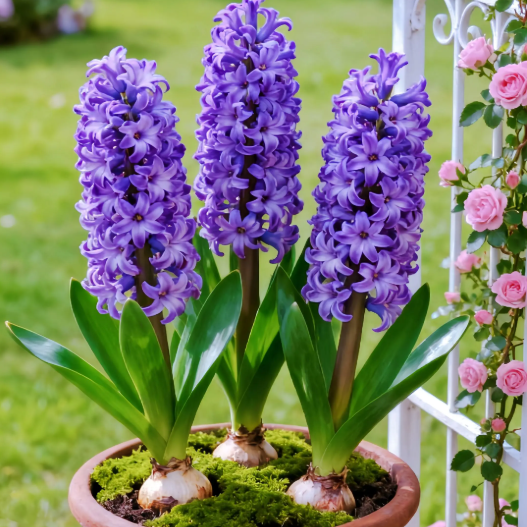 💐Bi-Color Mutation Hyacinth Bulbs