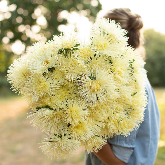 China Aster Valkyrie Yellow