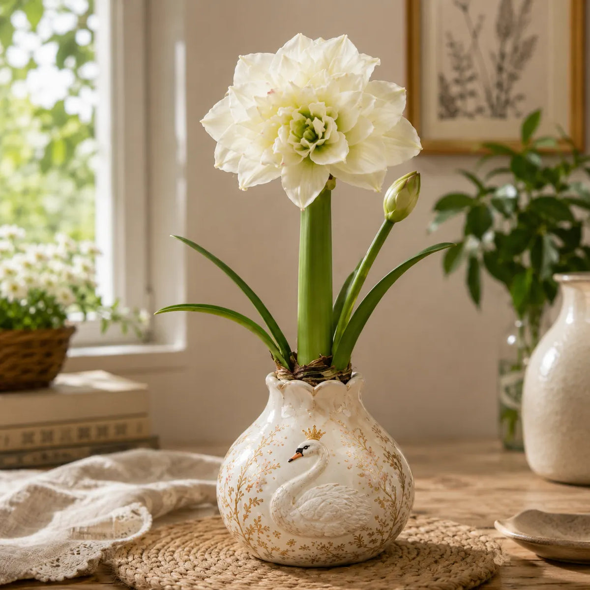 🌺 Waxed Double Amaryllis Bulbs – No Soil, No Water, Just Watch It Grow
