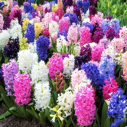 💜Hyacinth Bulbs – Fragrance You Can Grow