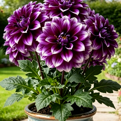 🌸Premium Double Dwarf Dahlia Seeds🏷️Limited-Time Offer