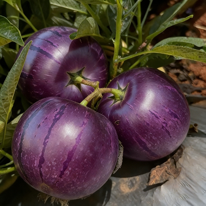 😋 Purple Pepino Seeds 💜Sweet, Juicy & Easy to Grow 🌱
