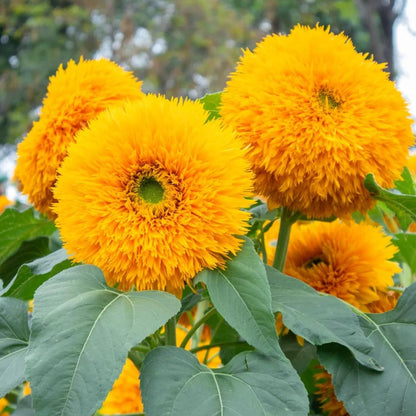 Bring Warm, Happy Vibes with Teddy Bear Sunflowers 🌻