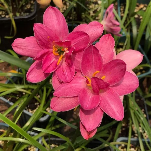 Rain Orchid Bulbs-Blooms once the next rain falls