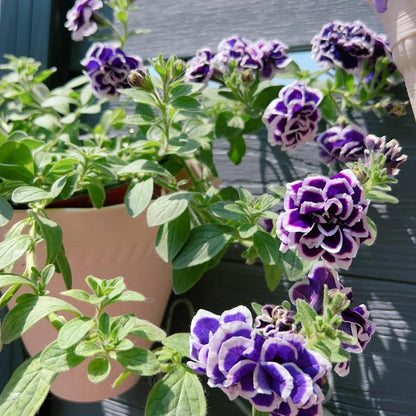 🌸Rare Double Petunia Seeds