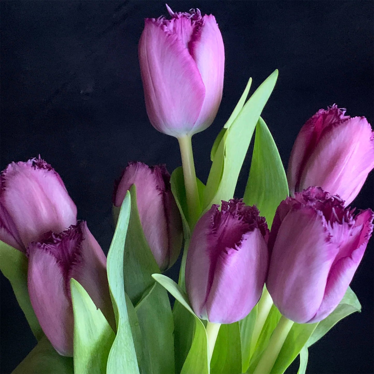 Frill Tulip seeds