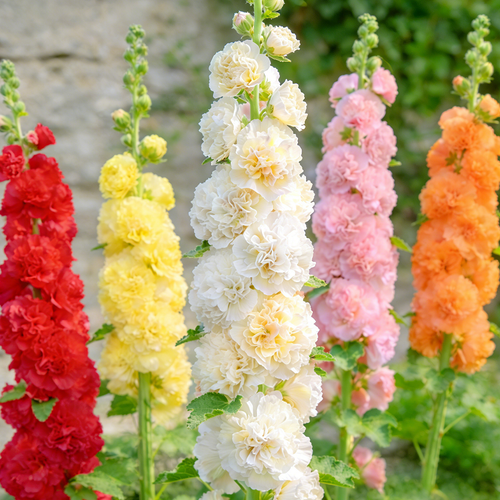 🌸Double Fragrant Hollyhock Seeds