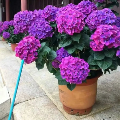 Hyadrange Seed-Perennial Flower Seeds-Easy To Plant