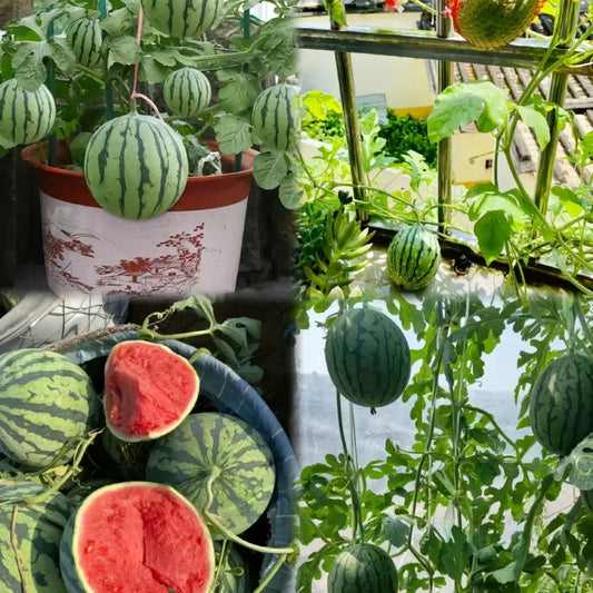 Potted Watermelon Seeds