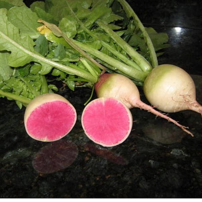 WATERMELON RADISH Beauty Heart Raphanus Sativus Pink White Vegetable Seeds