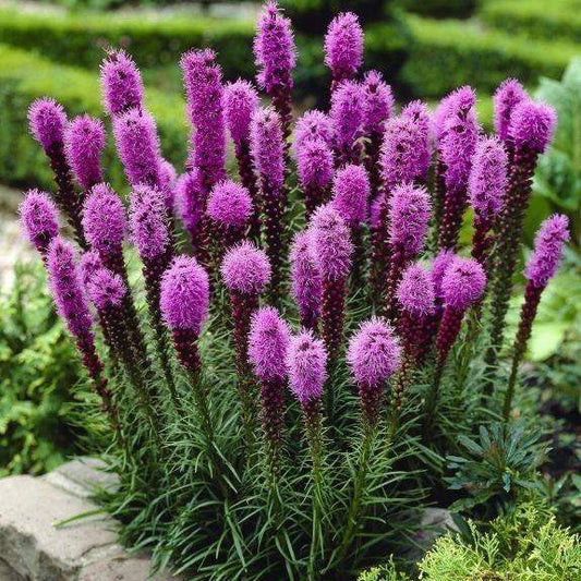 Dense Blazing Star 100 seeds