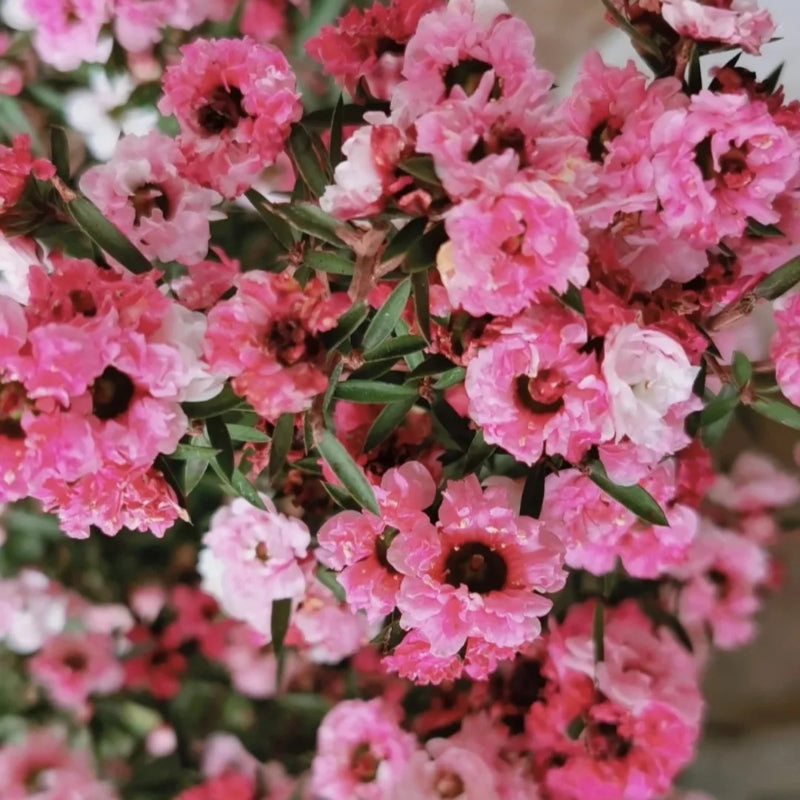 Leptospermum Scoparium Red Damask Seeds