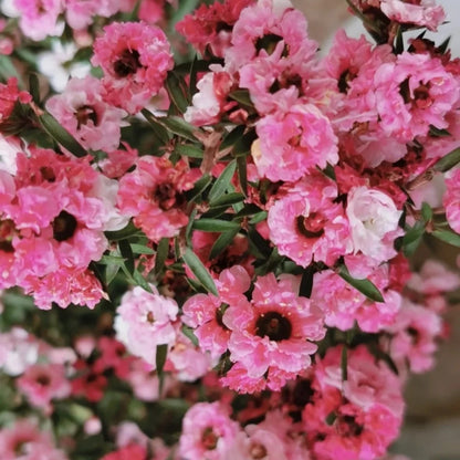 Leptospermum Scoparium Red Damask Seeds