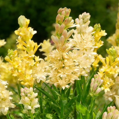 🌺Double Perfume Tuberose Bulbs—Moon Garden Flower