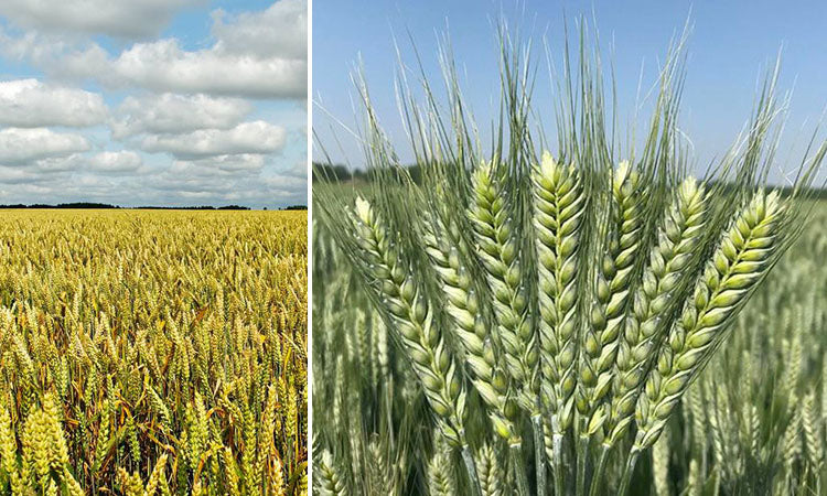 Winter Wheat