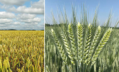Winter Wheat