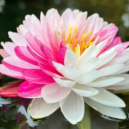 💧 The Sacred Bonsai Bowl Lotus Flower