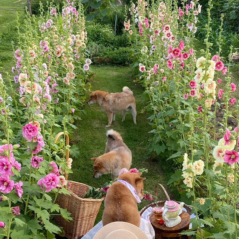 Single Flowered Hollyhock Seeds