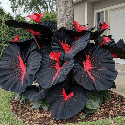 🌿Garden Favorite Hosta Bulbs – Lush Foliage, Shade-Loving Perennial Garden Plants🪴