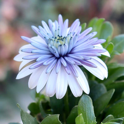 Marigold 'Sky Blue Misty Rain' seeds