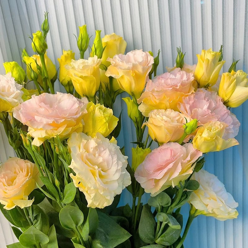 Hardy Perennial Lisianthus Seeds RHS Certified for British Garden Beds Beginner Friendly