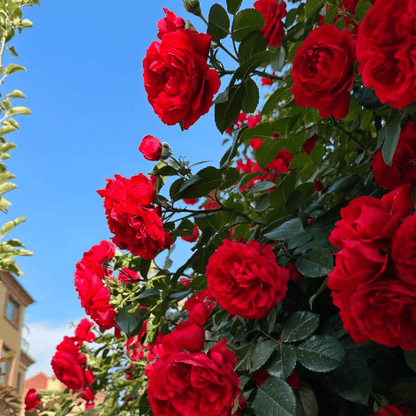 Spring Promotion 49% OFF - 🌱Climbing Rose Seeds