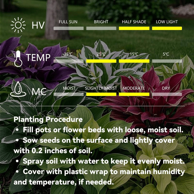 🌿Garden Favorite Hosta Bulbs – Lush Foliage, Shade-Loving Perennial Garden Plants🪴