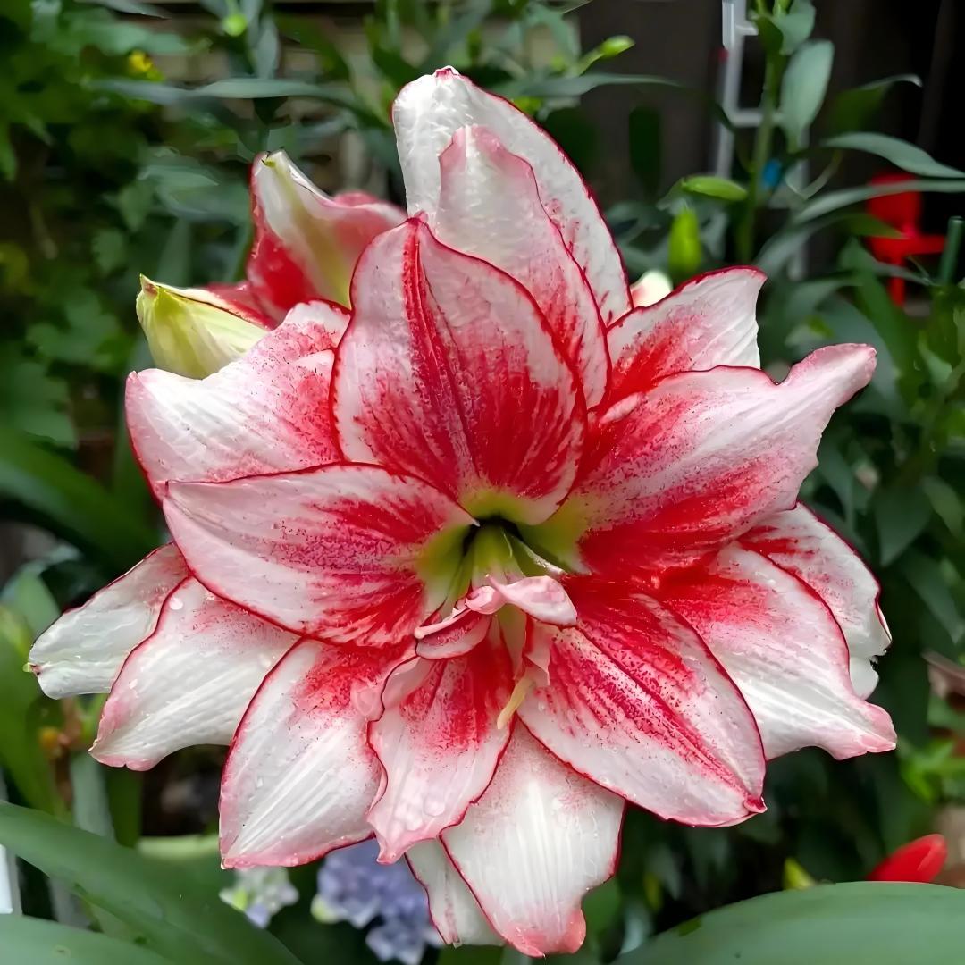 Premium Dutch Amaryllis Bulbs