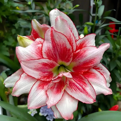 Premium Dutch Amaryllis Bulbs