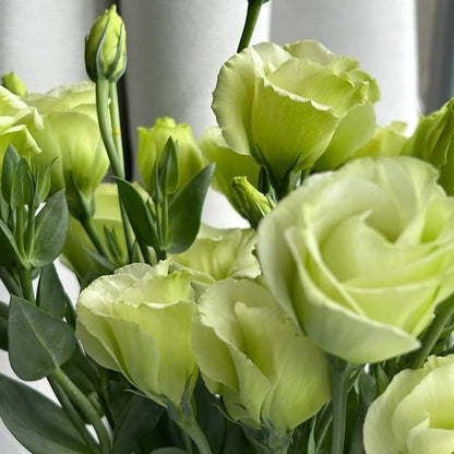 Hardy Perennial Lisianthus Seeds RHS Certified for British Garden Beds Beginner Friendly
