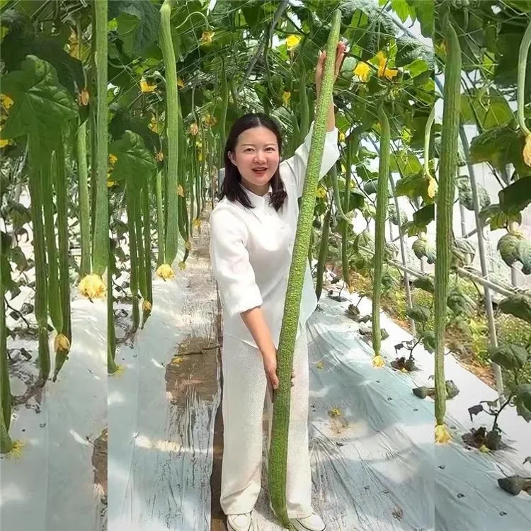 Long Sponge Gourd Seeds