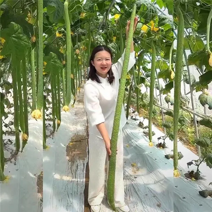Long Sponge Gourd Seeds