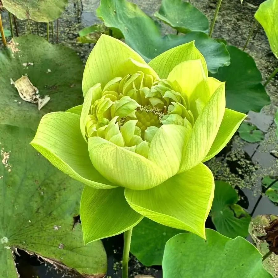 🌸LAST DAY Promotion 35% OFF🌸 Hydroponic Lotus 🌸 | Fresh, Simple & Beautiful(🌱Survival Guaranteed: Free Replacements🌿)