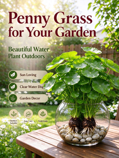💰 Coin-leaf plant bulb—your very own good fortune 🌿
