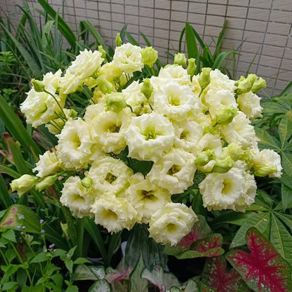 🔥Best-Selling Premium Lisianthus Seeds — Grow Elegant Blooms That Last Longer