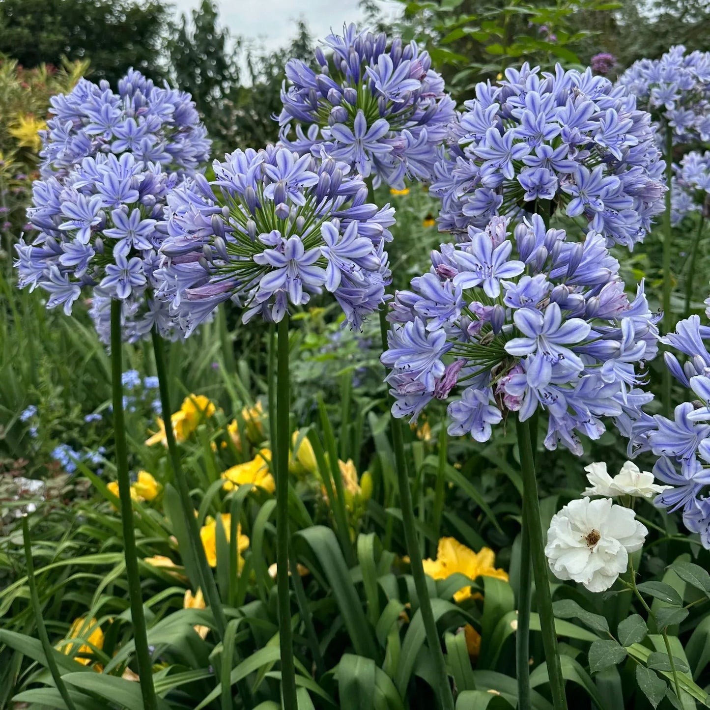 Agapanthus africanus ‘Blue’