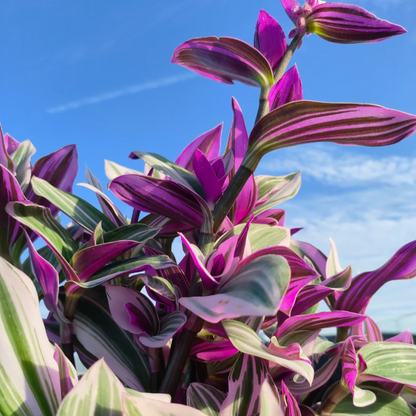 💐Oil Painting Wedding Orchid—The Wandering Jew