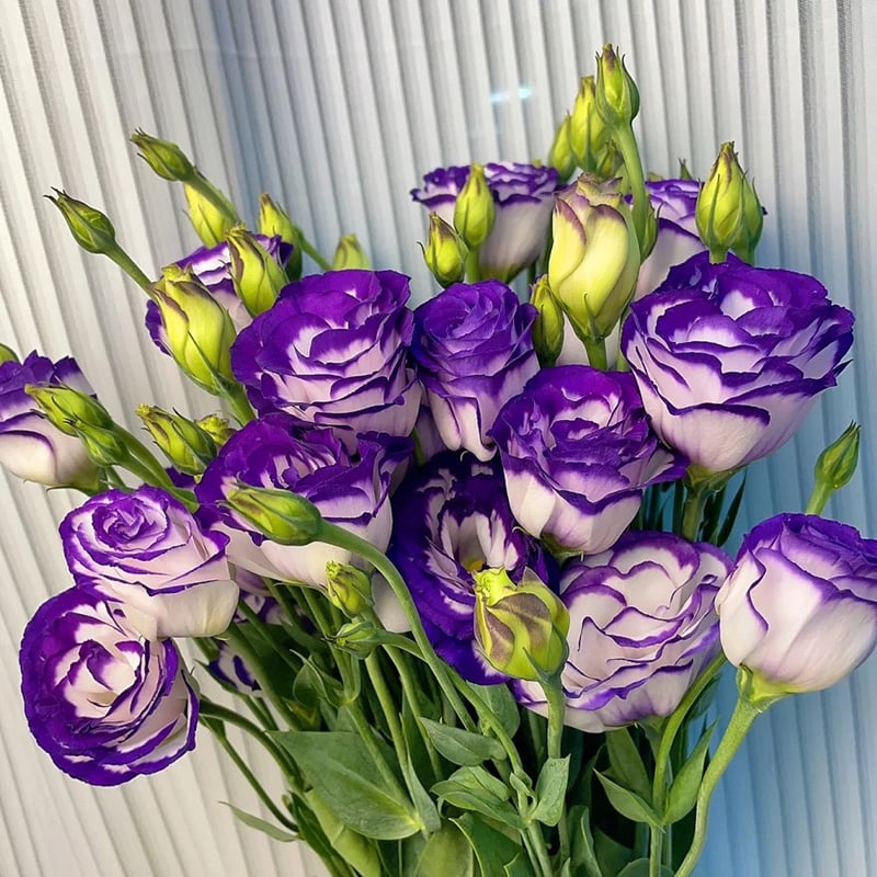 Hardy Perennial Lisianthus Seeds RHS Certified for British Garden Beds Beginner Friendly