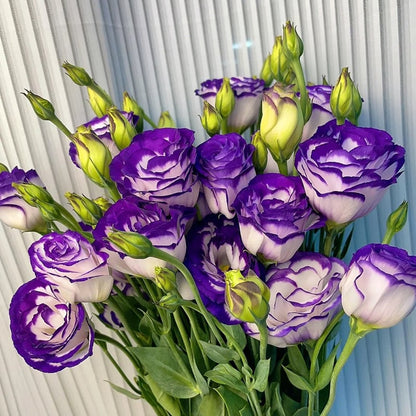 Hardy Perennial Lisianthus Seeds RHS Certified for British Garden Beds Beginner Friendly