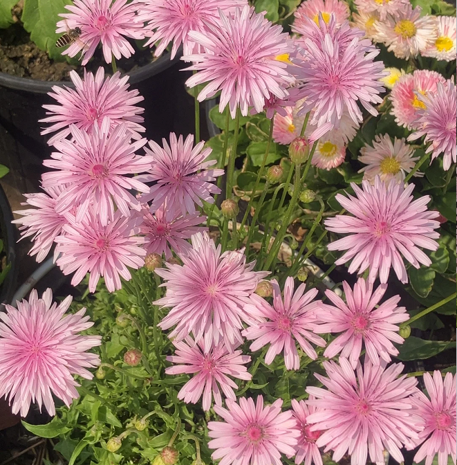 Peach-Colored Dandelion Seeds