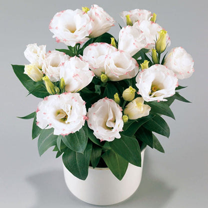 Hardy Perennial Lisianthus Seeds RHS Certified for British Garden Beds Beginner Friendly