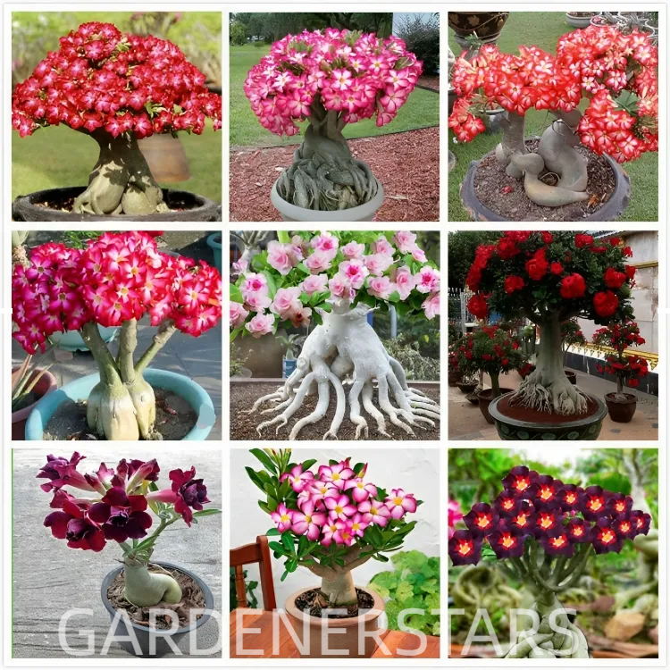 🌵🌹 Dive into Desert Beauty: Desert Rose Bulbs for Your Tranquil Haven!-Various Colors🌱Long Flowering Period 🏜️🌺