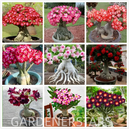 🌵🌹 Dive into Desert Beauty: Desert Rose Bulbs for Your Tranquil Haven!-Various Colors🌱Long Flowering Period 🏜️🌺