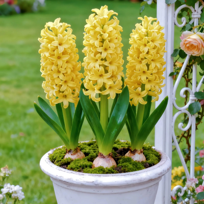 💐Bi-Color Mutation Hyacinth Bulbs
