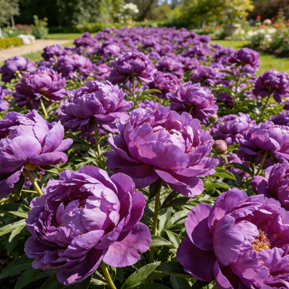 🌺"King of Flowers" Peony Flower Seeds