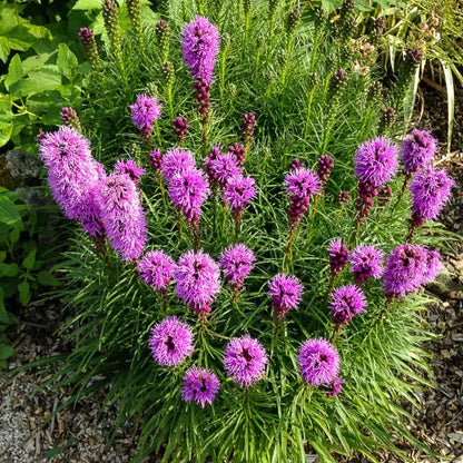 Garden Palette🦋Prairie Blazingstar