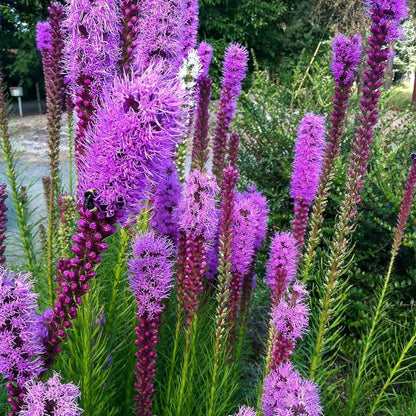 Garden Palette🦋Prairie Blazingstar