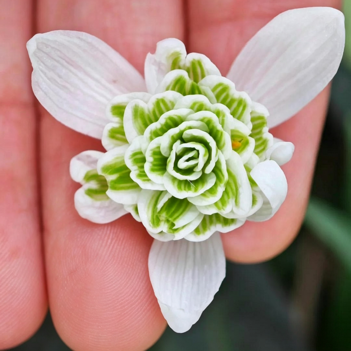 Double Snowdrop Bulbs-Small Flowers, Big Garden Impact✨