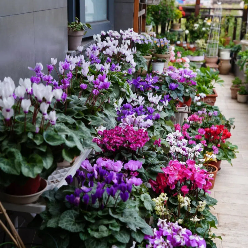 Cyclamen Flower Seeds