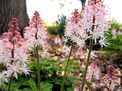 Pink Skyrocket Foam Flower